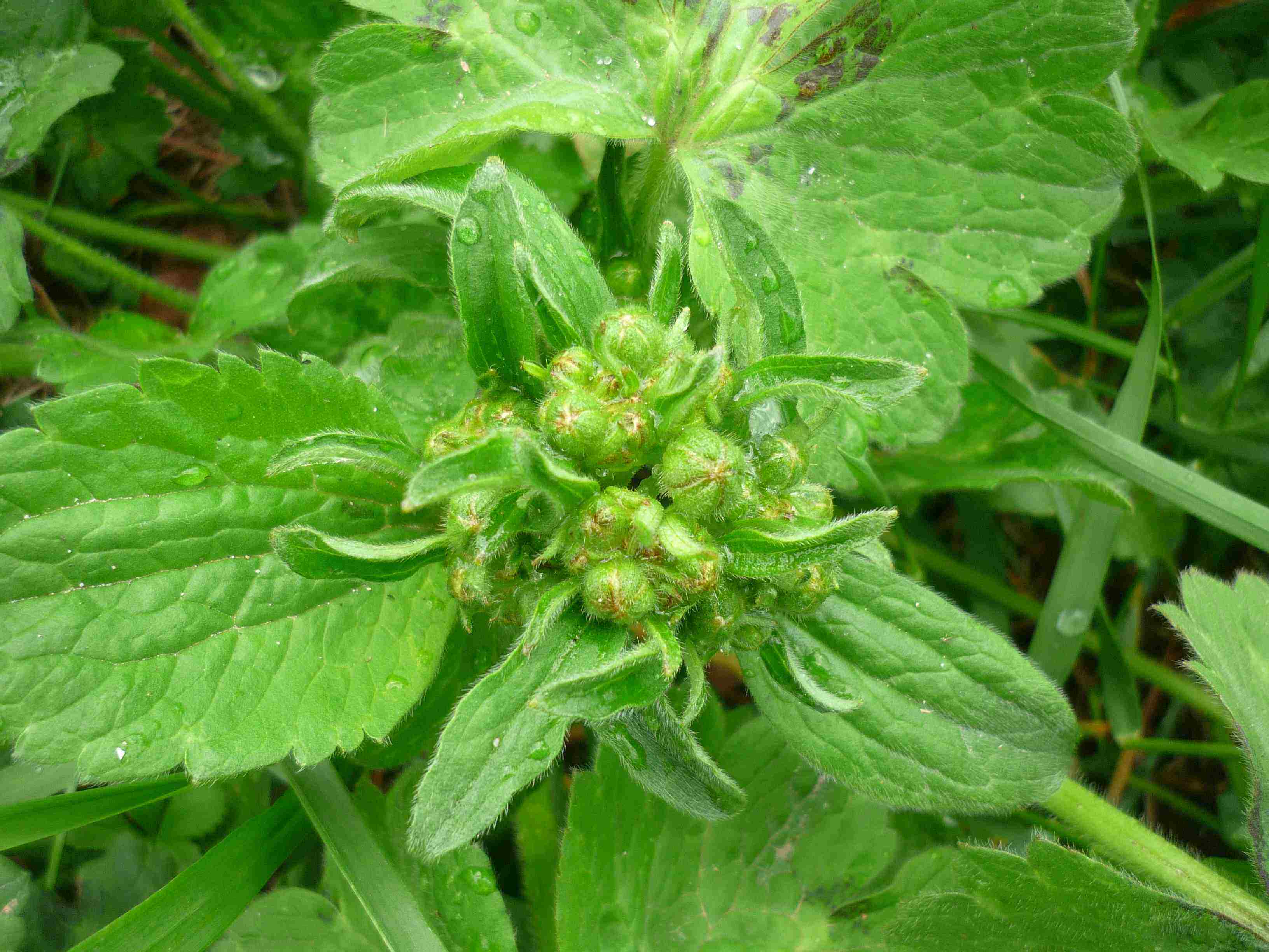 pianta da ID - Ranunculus sp.